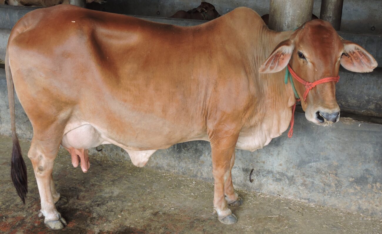 Sahiwal breed cow at the dairy unit attached to Bhai Ram Singh Memorial Gurudwara Bhaini Sahib Ludhyana Punjab India Sahiwal Cow - An Introduction￼