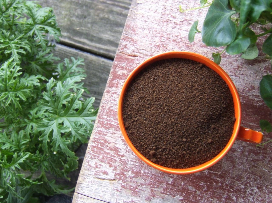 coffee grounds for gardening