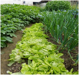 intercropping of vegetables