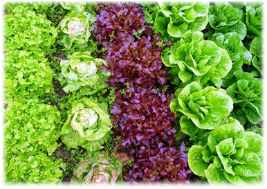 mixed cropping of vegetables