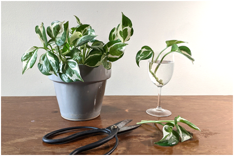 how to easily propagate pothos plant
