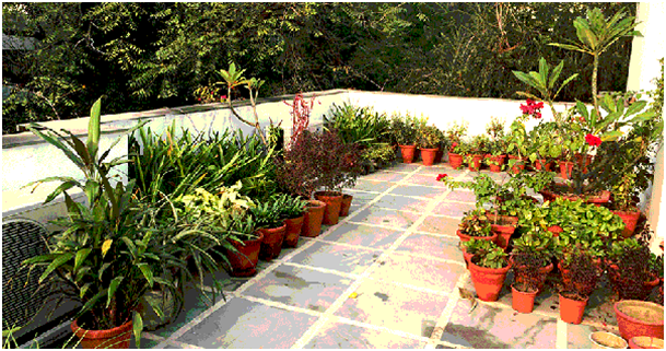 Maintaining a terrace garden allows you to be in touch with nature