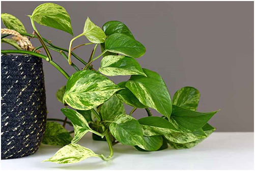 moneyplant (pothos) propagation at home