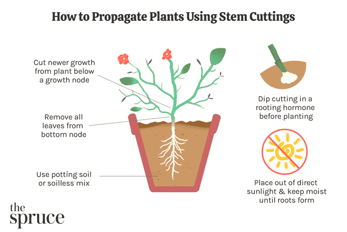 How to Make Cutting of a Plant