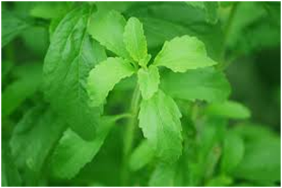 Benefits of stevia growing 