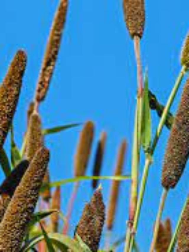 Indigenous Millet Seed Preservation