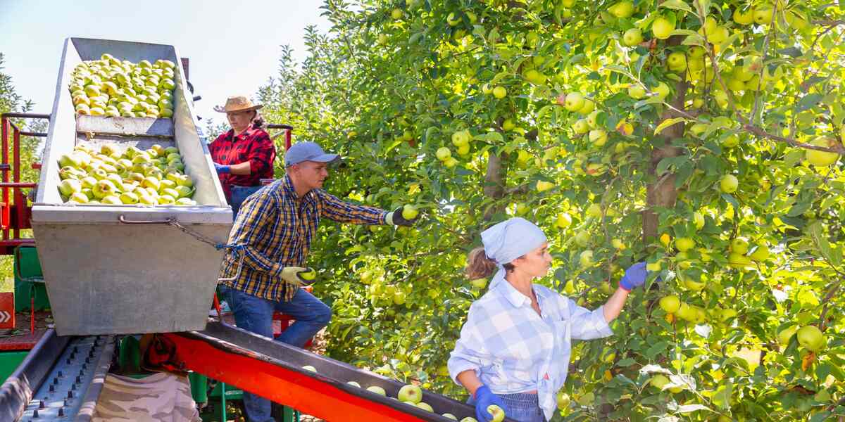 Automatic-Weeding-and-Harvesting-for-Indian-Farmers-2024