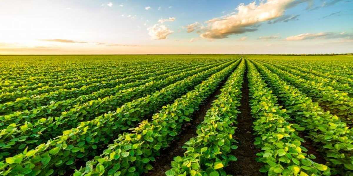 Enhanced Crop Quality and Yield Revolutionising Pest Management: Artificial Intelligence's Crucial Role in Precision Pesticide Application for Indian Agriculture