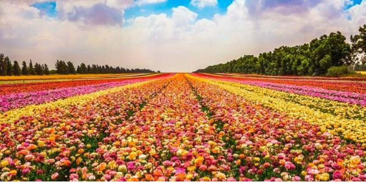 Horticulture and Floriculture Revolutionising Agriculture: The Pivotal Role of Artificial Intelligence in Ensuring Food Security in India