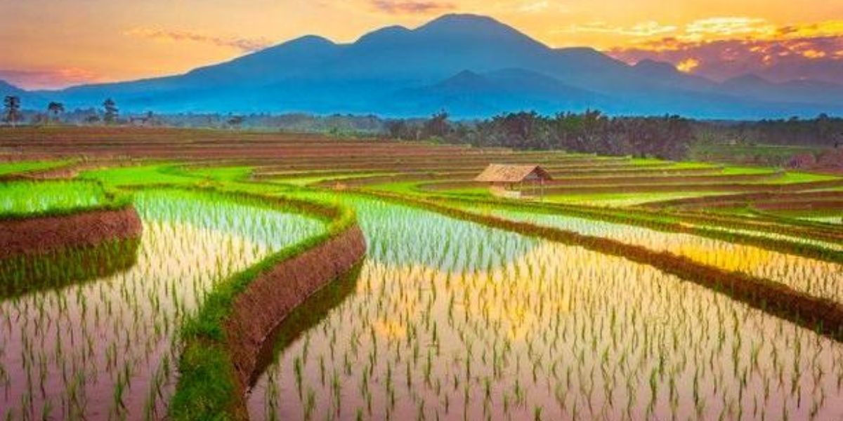 Rice Farming