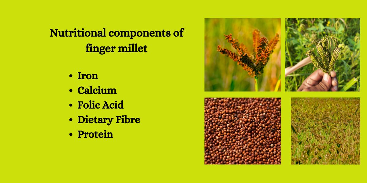 The Nutritional Profile of Finger Millet (Ragi)