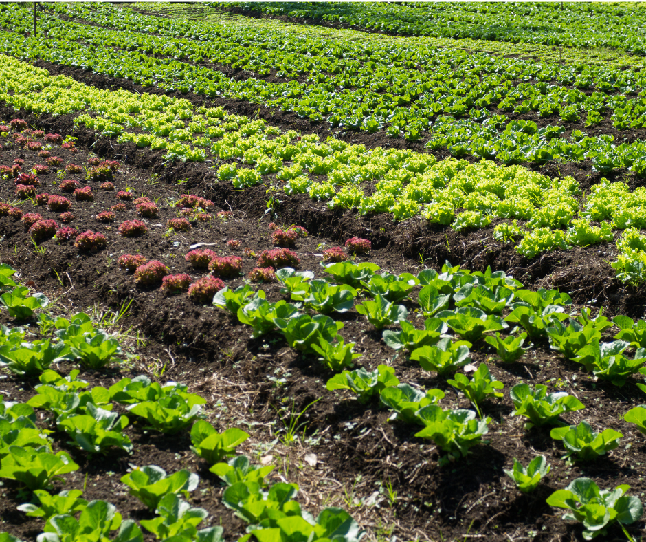 crop rotation What is crop rotation for sustainable agriculture in India