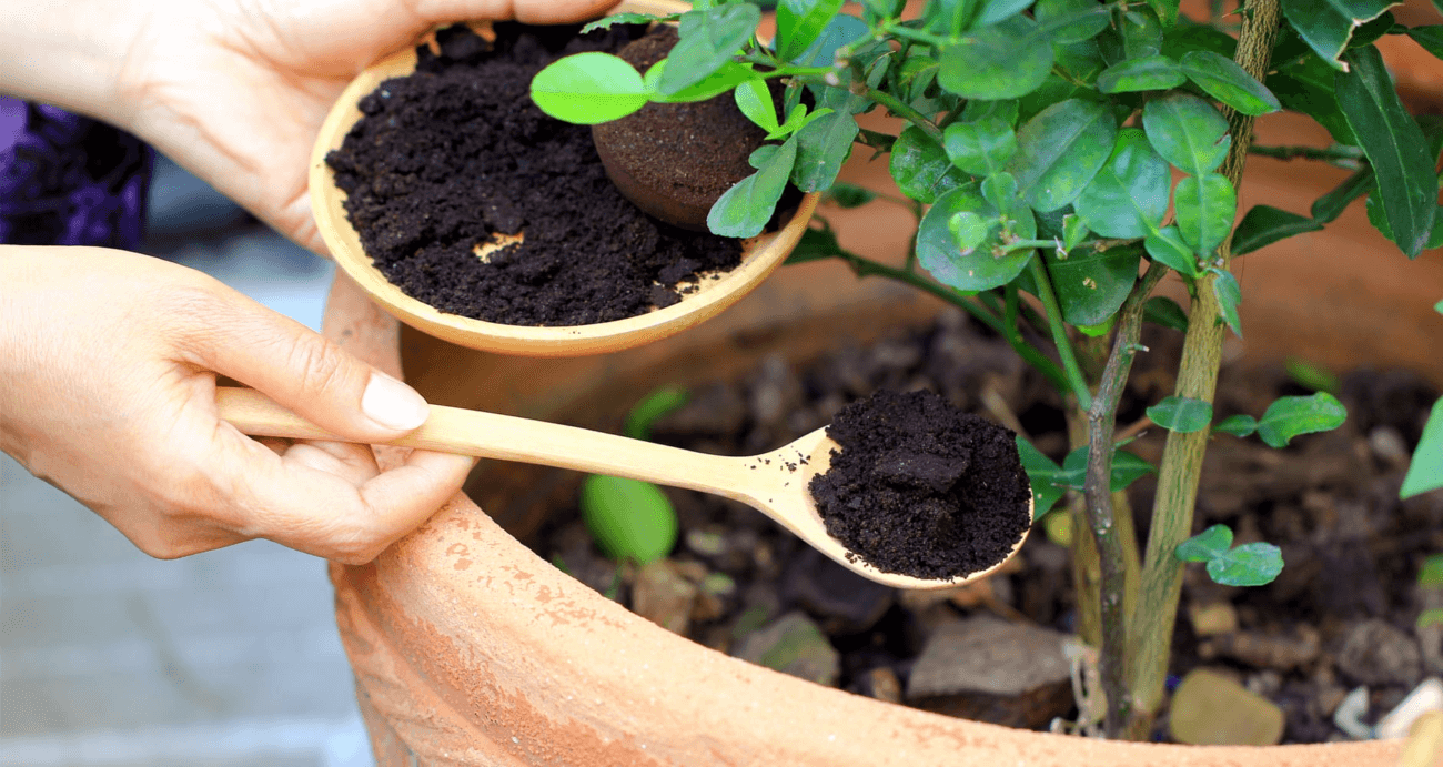 image Updated Use Coffee Grounds for Gardening: