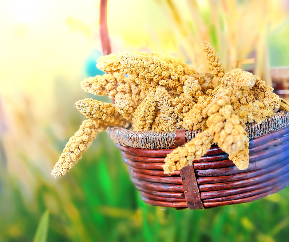 importance of Millets What is the importance of Millets in Ayurveda?