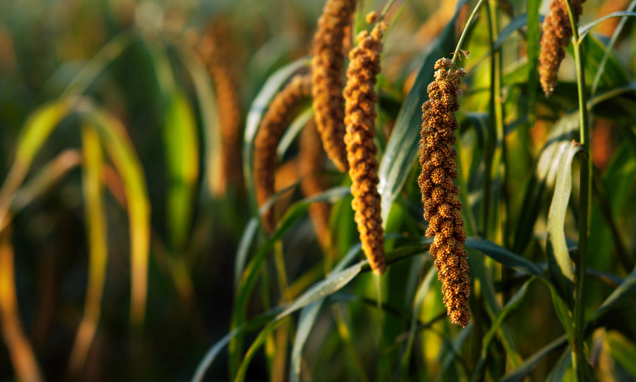 Millet Man Expert Millet Man of India