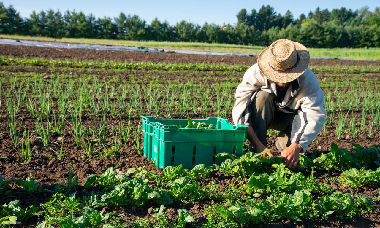 Organic farming Organic farming and its types