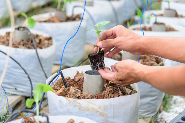 Plastic Grow Bags How to Make Your Own Plastic Grow Bags